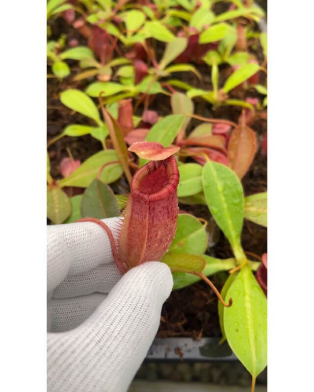 Nepenthes sibuyanensis x ephippiata BE-4644-Nepenthes d'altitude