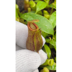 Nepenthes spectabilis x tenuis – assorted clones: BE-3884-Nepenthes highland