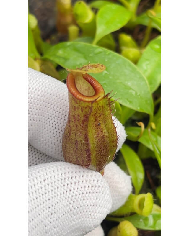 Nepenthes spathulata x jamban BE-4682-Nepenthes highland