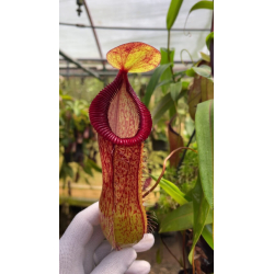 Nepenthes hamata - Lumut - best selected clone: BE-3380-Nepenthes d'altitude