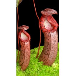 Nepenthes (lowii x macrophylla) x robcantleyi BE 4545-Nepenthes highland