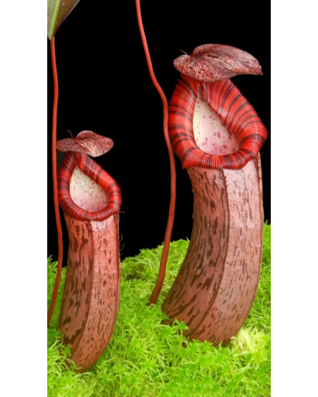 Nepenthes spectabilis x ventricosa - clone le mieux sélectionné BE-3745-Nepenthes d'altitude