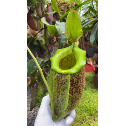 Nepenthes spathulata x ampullaria 'burgundy speckle' BE-3881-Nepenthes intermédiaire