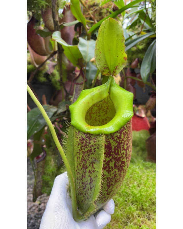Nepenthes spathulata x ampullaria 'burgundy speckle' BE-3881-Nepenthes intermédiaire