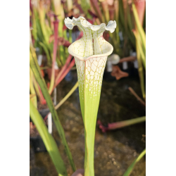 SXM47 S.x Moorei -- (leucophylla "purple lips" x flava cuprea) x SXM64 Sarracenia x Moorei -- 'Helen Mary' cla-Hybrides Cédric Carnivore's