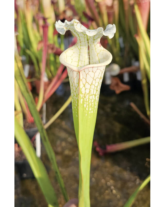 S. Leucophylla 'g2' x adrian slack-Hybrides Cédric Carnivore's