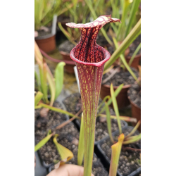 S. 'Everest'-Hybrides Cédric Carnivore's