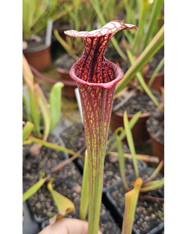 S.(Oreophila x royal ruby) x adrian slack-Hybrides Cédric Carnivore's
