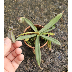 Nepenthes albomarginata 'Kuching Spotted'-Nepenthes de plaine