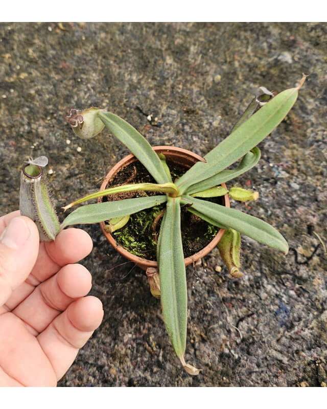 Nepenthes albomarginata 'Kuching Spotted'-Nepenthes de plaine