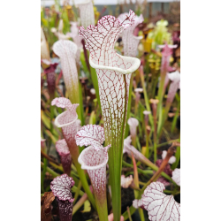 SL61 S. leucophylla -- red stripe throat x SL25 S. leucophylla -- pink lip, Appalachicola cl2-Hybrides Cédric Carnivore's