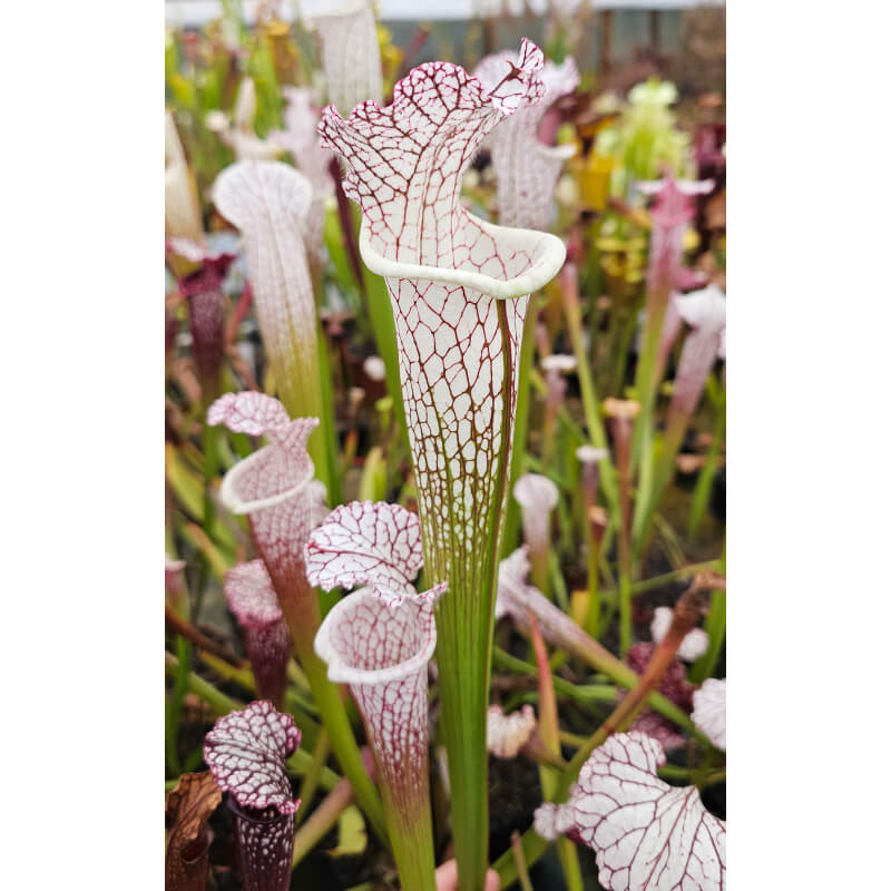 SL61 S. leucophylla -- red stripe throat x SL25 S. leucophylla -- pink lip, Appalachicola cl2-Hybrides Cédric Carnivore's