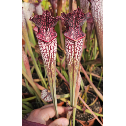 Sarracenia x areolata “LombardiG”-Sarracenia hybrides