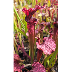 S.x areolata giant-Sarracenia hybrides