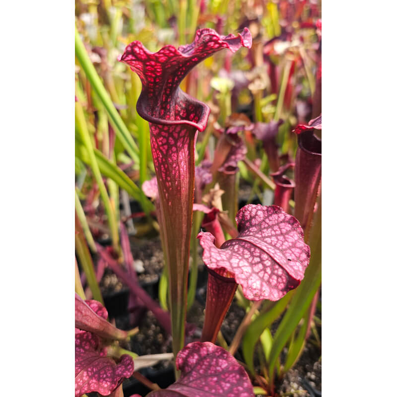S.'Plum' (oreophila x leucophylla)-Sarracenia hybrides