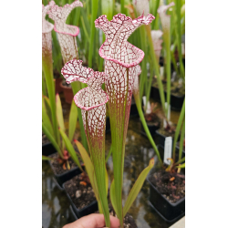 Sarracenia leucophylla -- pink lip, Appalachicola  x SFO10 S. flava var. ornata -- solid red throat-Hybrides Cédric Carnivore's