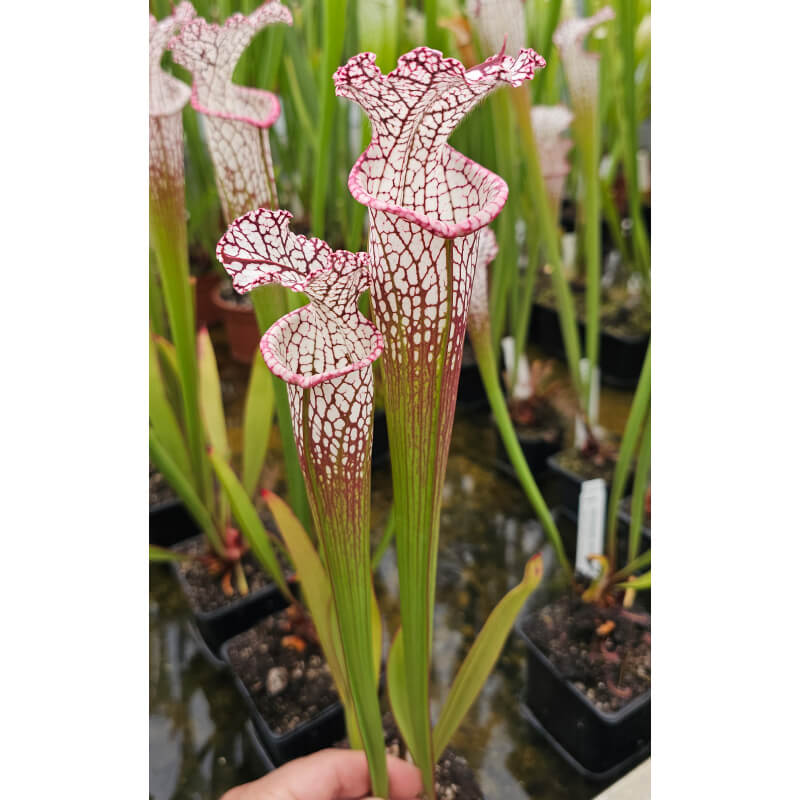 Sarracenia leucophylla -- pink lip, Appalachicola  x SFO10 S. flava var. ornata -- solid red throat-Hybrides Cédric Carnivore's