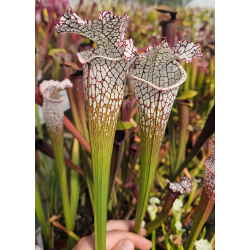 SL19 S. leucophylla -- Green and white tube x SL79 S.“Bocaza”-Sarracenia leucophylla