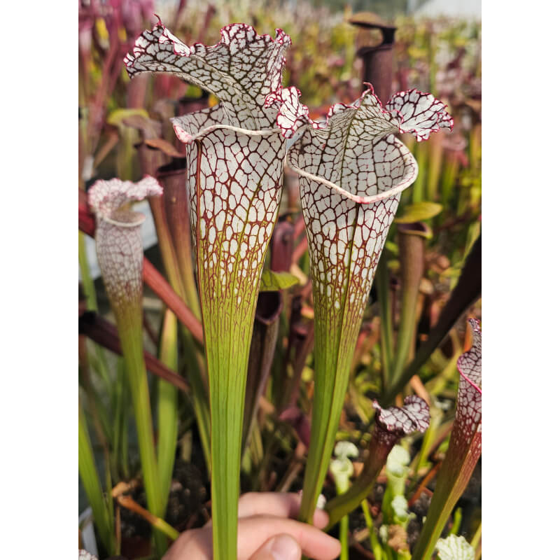 SL19 S. leucophylla -- Green and white tube x SL79 S.“Bocaza”-Sarracenia leucophylla