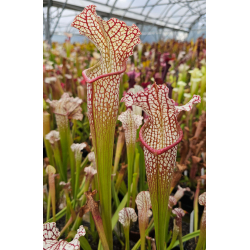 Sarracenia leucophylla -- large pink lipped,Apalachicola x SX102 S.x areolata giant﻿ CLB-Hybrides Cédric Carnivore's