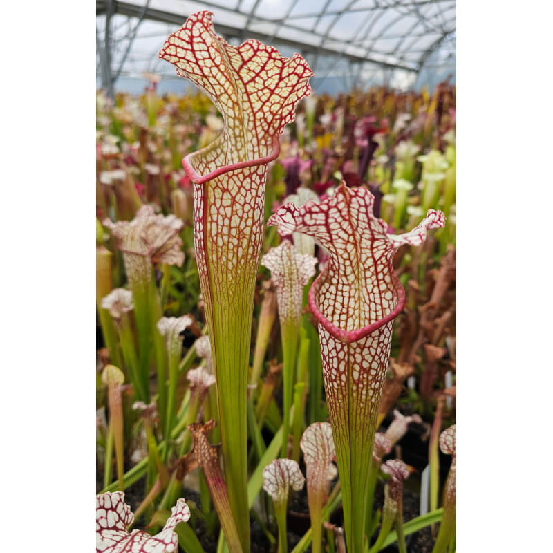 Sarracenia leucophylla -- large pink lipped,Apalachicola x SX102 S.x areolata giant﻿ CLB-Hybrides Cédric Carnivore's