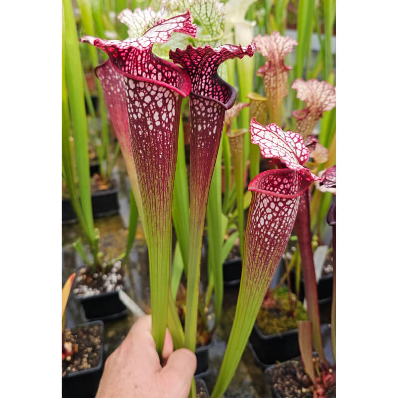 SL13 Sarracenia leucophylla -- large pink lipped,Apalachicola x SX102 S.x areolata giant﻿ CLA-Hybrides Cédric Carnivore's