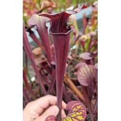 S. x moorei x S.leucophylla 'Marstom select'-Sarracenia hybrides