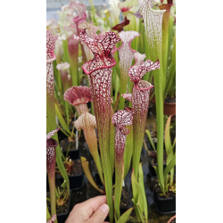 Sarracenia leucophylla -- large pink lipped,Apalachicola x SX102 S.x areolata giant﻿ CL3-Hybrides Cédric Carnivore's