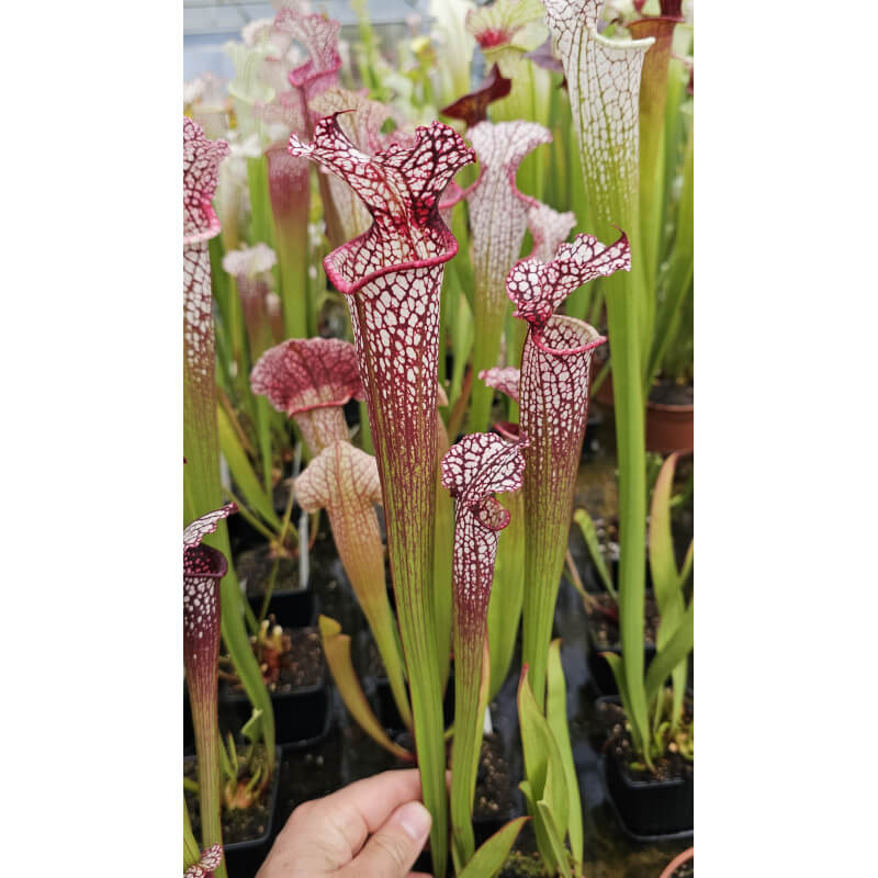 SX101 Sarracenia Wilkerson's Red -- open pollinated x SXM64 S.x Moorei -- 'Helen Mary'-Hybrides Cédric Carnivore's