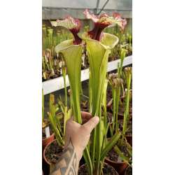 Sarracenia x Moorei -- Sx112G selected from L18 MK x F88MK, clone g-Sarracenia x Moorei
