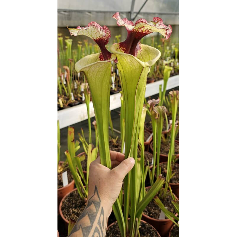 Sarracenia 'Legacy'-Sarracenia x Moorei
