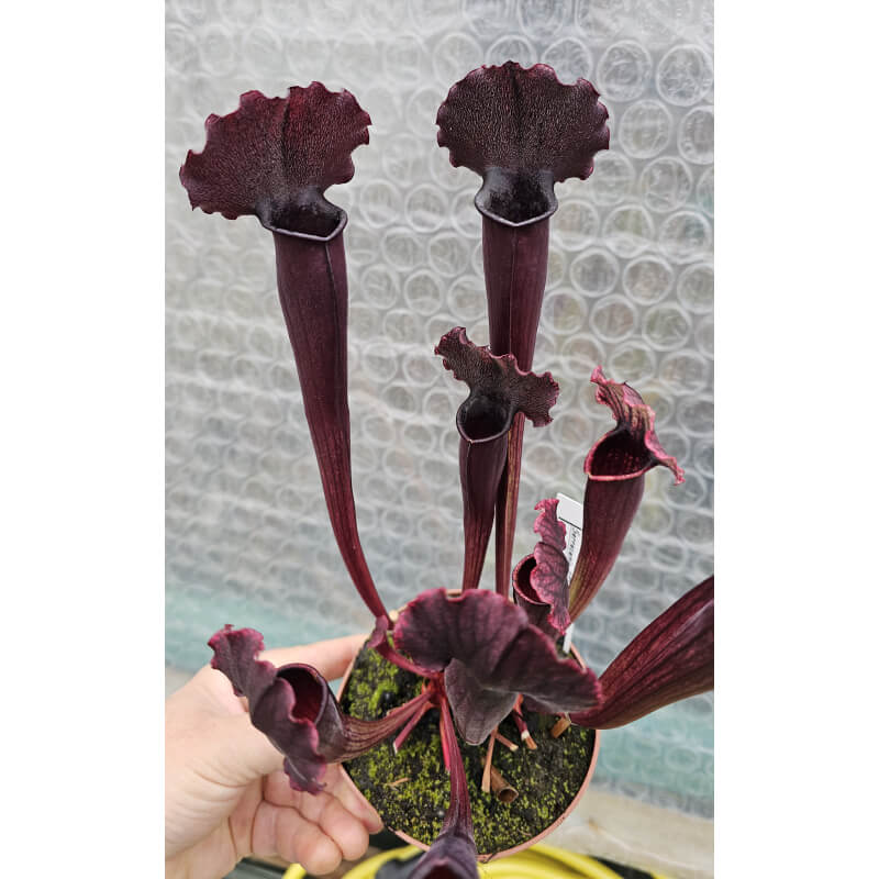 Sarracenia x 'Thomas'-Sarracenia hybrides