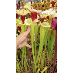 S. 'Everest'-Hybrides Cédric Carnivore's