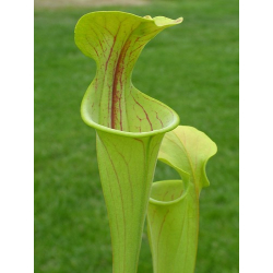 Sarracenia oreophila -- green form,Dekalb Co,P.Wilson-Sarracenia oreophila