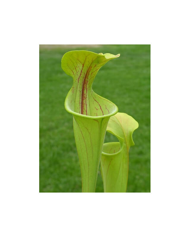 Sarracenia oreophila -- green form,Dekalb Co,P.Wilson-Sarracenia oreophila