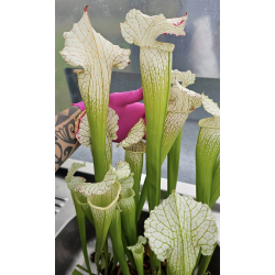 SX128 S. "Pink Thing" x  SX65a S. (S.alata x S.leucophylla -- Red & Gold) x S.x moorei -- 'Leah Wilkerson'-Hybrides Cédric Carnivore's