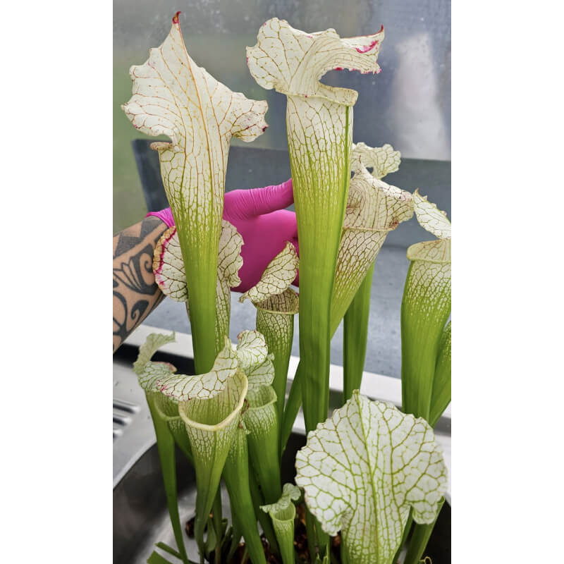SX128 S. "Pink Thing" x  SX65a S. (S.alata x S.leucophylla -- Red & Gold) x S.x moorei -- 'Leah Wilkerson-Hybrides Cédric Carnivore's