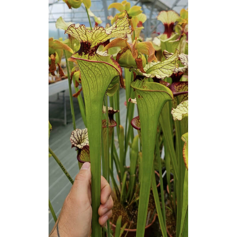 Sarracenia x moorei Santa Rosa Co, big mouth-Sarracenia x Moorei