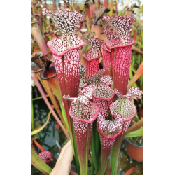 S. leucophylla -- 'Dionne' (Ries van Ool)-Sarracenia leucophylla