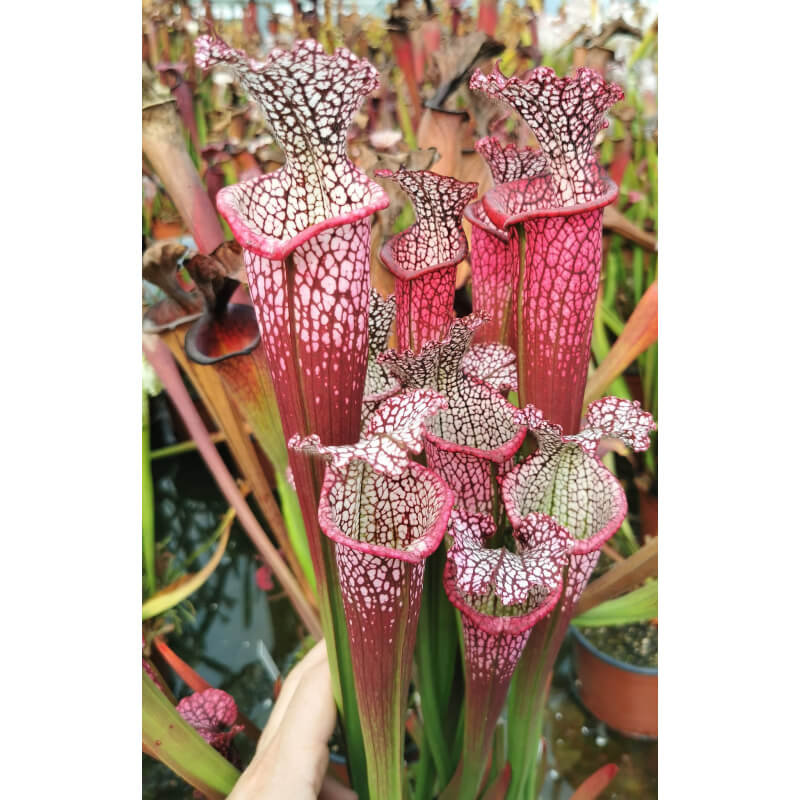 S. leucophylla -- 'Dionne' (Ries van Ool)-Sarracenia leucophylla