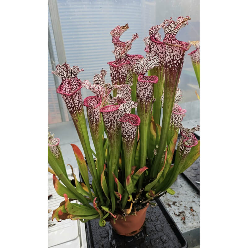 S. 'Pink Ondine'-Hybrides Cédric Carnivore's
