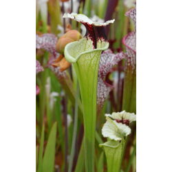 Sarracenia x Moorei "A Porais"-Sarracenia x Moorei