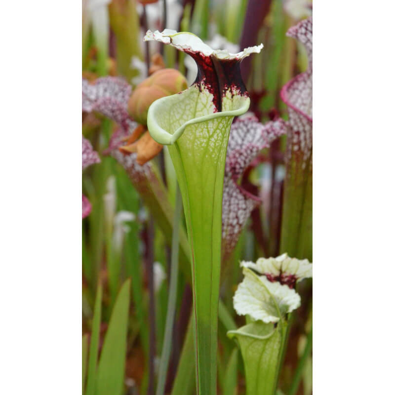 Sarracenia x Moorei "A Porais"-Sarracenia x Moorei