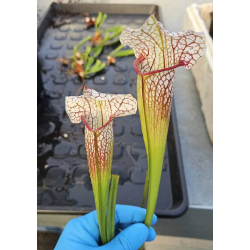 S.x Moorei -- Wilkerson's white knight  x S.x Moorei -- Wilkerson's red Giant flowers-Hybrides Cédric Carnivore's
