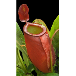 Nepenthes ampullaria x (spectabilis x talangensis) BE-3738-Nepenthes intermédiaire