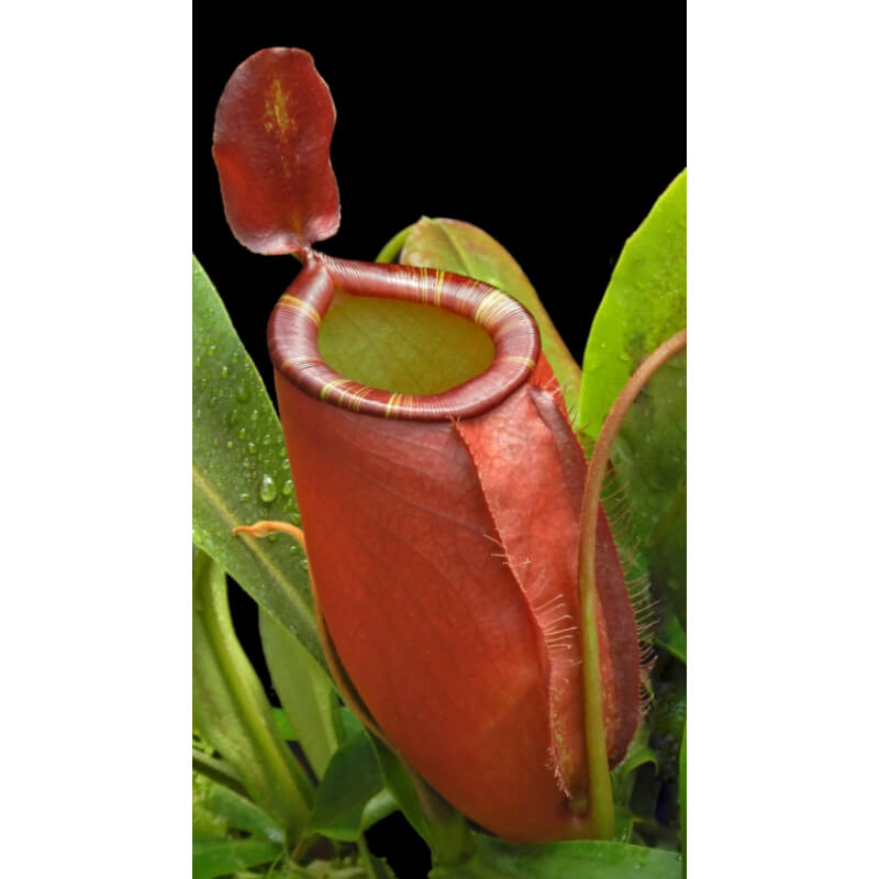 Nepenthes ampullaria x (spectabilis x talangensis) BE-3738-Nepenthes intermédiaire