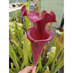 Sarracenia x Moorei -- Sx112h  selected from L18 MK x F88MK, clone h-Sarracenia x Moorei
