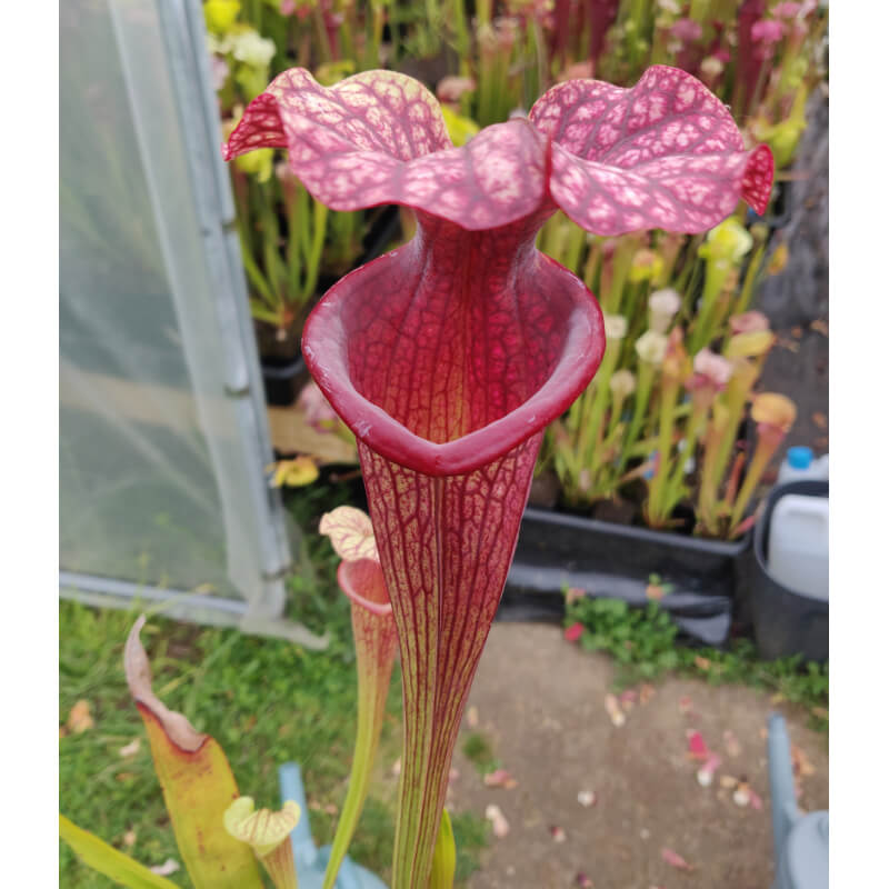 Sarracenia x Moorei -- SX112O selected from L18 MK x F88MK, clone O-Sarracenia x Moorei