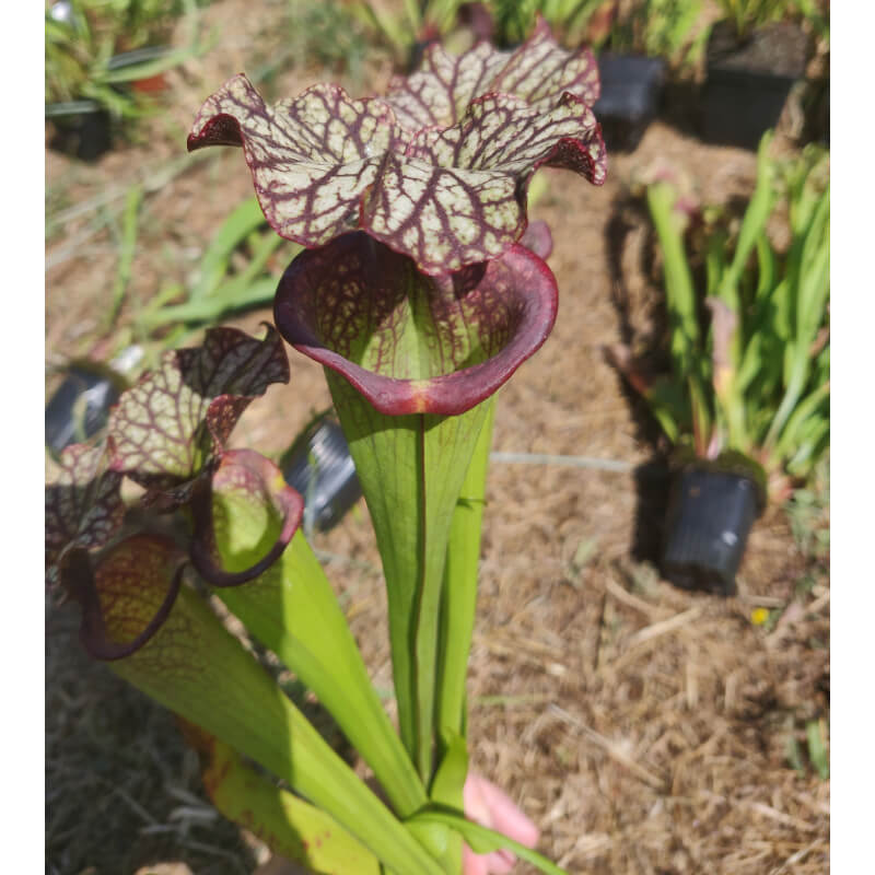 Sarracenia x Moorei -- SX112X selected from L18 MK x F88MK, clone X-Sarracenia x Moorei