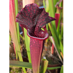 (Rudolf 2 x leucophylla Milton) x Inspiration-sx44@-Hybrides Cédric Carnivore's